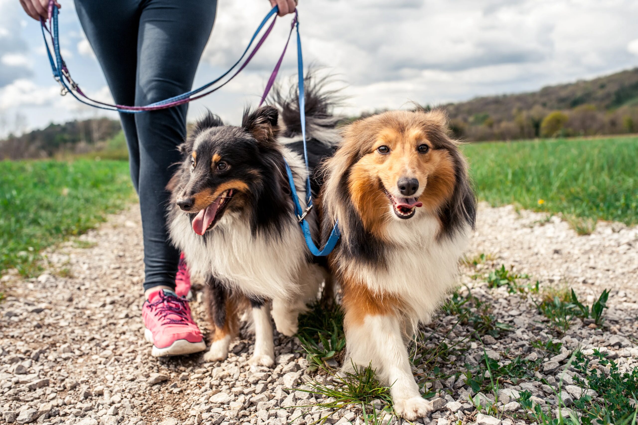 Make sure you’re hiring an experienced dog walker or sitter who you are happy to leave your pet with